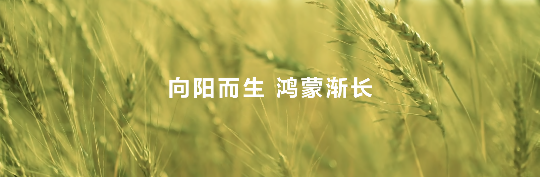 8向阳而生.png